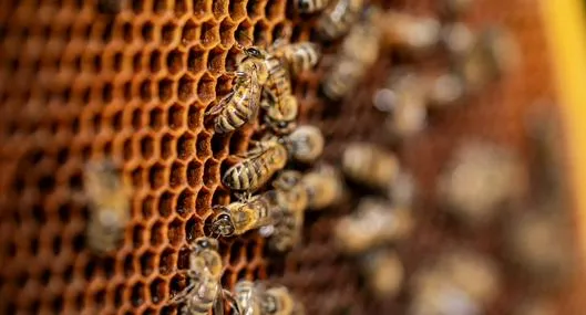 Jóvenes heridos por ataque de abejas 500 picaduras y cayeron a abismo Girardota