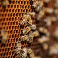 Jóvenes heridos por ataque de abejas 500 picaduras y cayeron a abismo Girardota