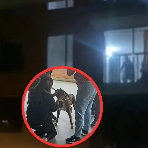 Rescataron a perro que era golpeado por su dueño dentro de apartamento de Cajicá