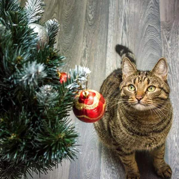 ¿Qué pasa si un gato se come un árbol de Navidad artificial?
