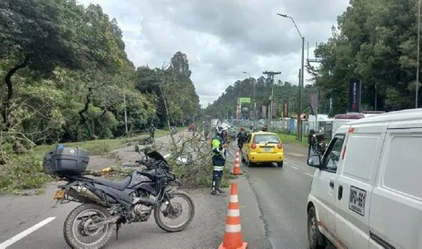 Caída de árbol mató a una persona en la Autopista Norte en Bogotá: hay trancón hoy