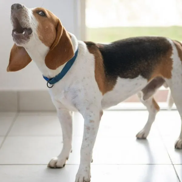 ¿Por qué los perros me ladran y me quieren morder? Esto es lo que debe hacer