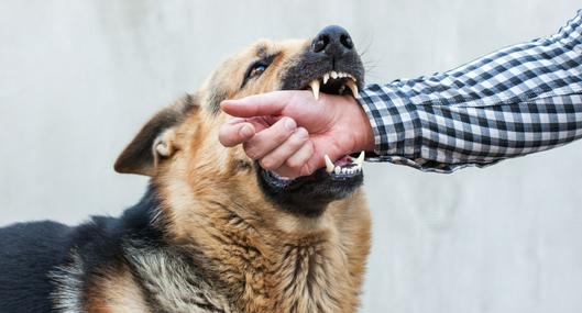 ¿Qué hacer cuando el perro de mi vecino me muerde Colombia? Esto dice la Ley