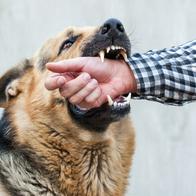 ¿Qué hacer cuando el perro de mi vecino me muerde Colombia? Esto dice la Ley