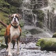 Plan gratuito cerca de Bogotá: es la cascada de Chocontá, puede ir con su perro