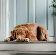 ¿Qué hacer si un vecino no cuida a su mascota? Estos son los pasos que debe hacer 