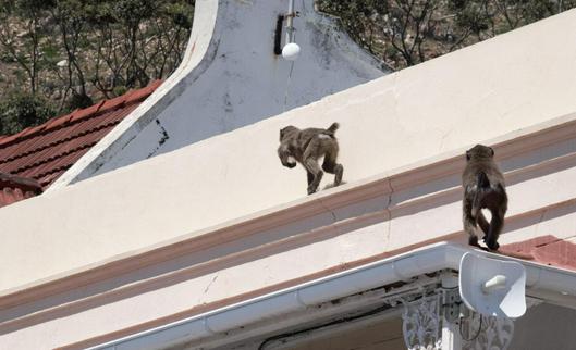 Sudáfrica: La delicada gestión de los babuinos invasores en Ciudad del Cabo