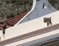 Sudáfrica: La delicada gestión de los babuinos invasores en Ciudad del Cabo