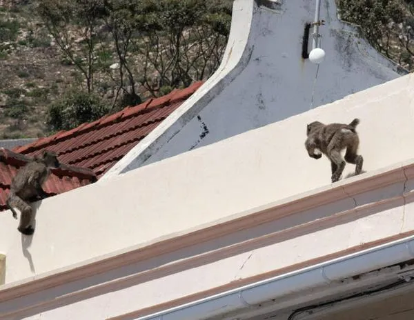 Sudáfrica: La delicada gestión de los babuinos invasores en Ciudad del Cabo