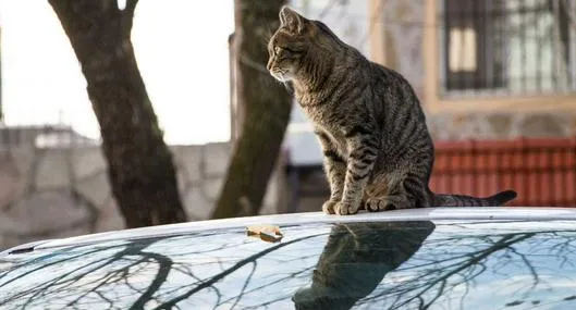 image_desktop
