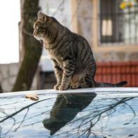 Foto de gato en carro, en nota de cómo evitar que los gatos se suban a un carro en parqueaderos, sin hacerles daño