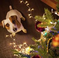 ¿Cuál es el mejor lugar para colocar el árbol de Navidad? 