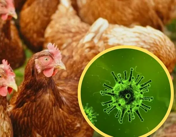 Confirman primer brote en Colombia de influenza aviar: ¿se puede comer pollo?