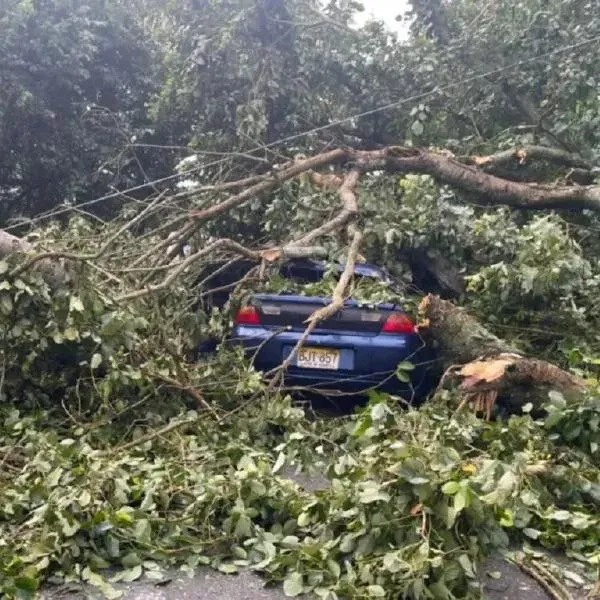 Así quedó el carro al que le cayó un árbol en Arjona, Bolívar. El conductor murió electrocutado con unos cables