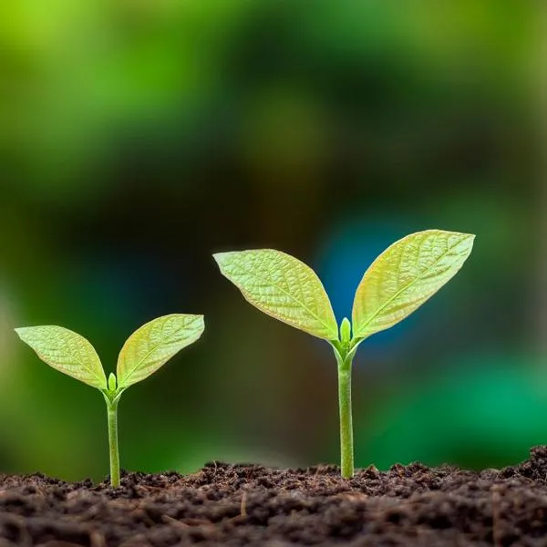 Mejor día para plantar flores en diciembre es el fin de semana del 8