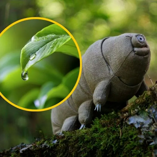 Imagen de referencia de un muñecp de un tardígrado y una gota de agua. 
