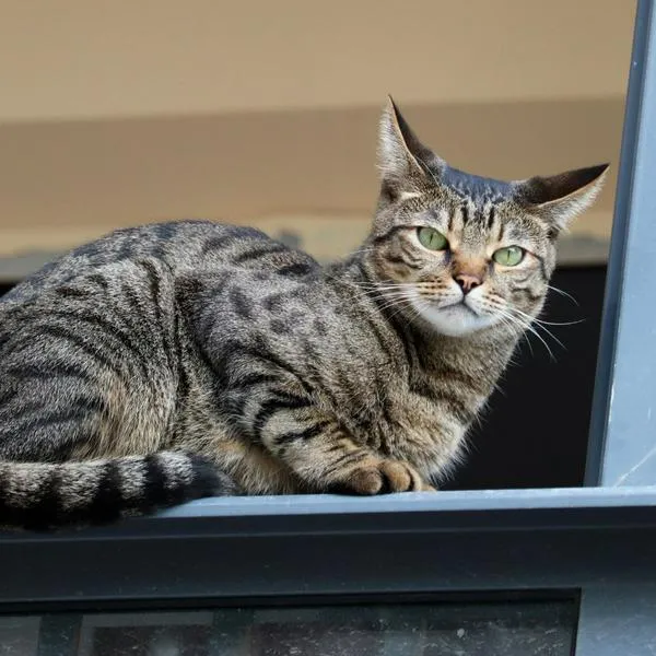 ¿Qué hacer si el gato del vecino se mete en mi casa? Trucos según la ley