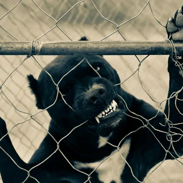 Abuela murió por ataque de pitbull en Cauca y su esposo falleció de infarto