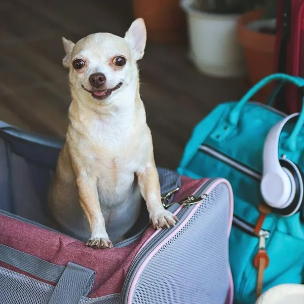 Imagen de referencia de perrito viajero.