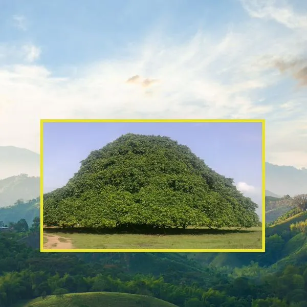 ¿Cuál es el árbol más grande de Colombia? 