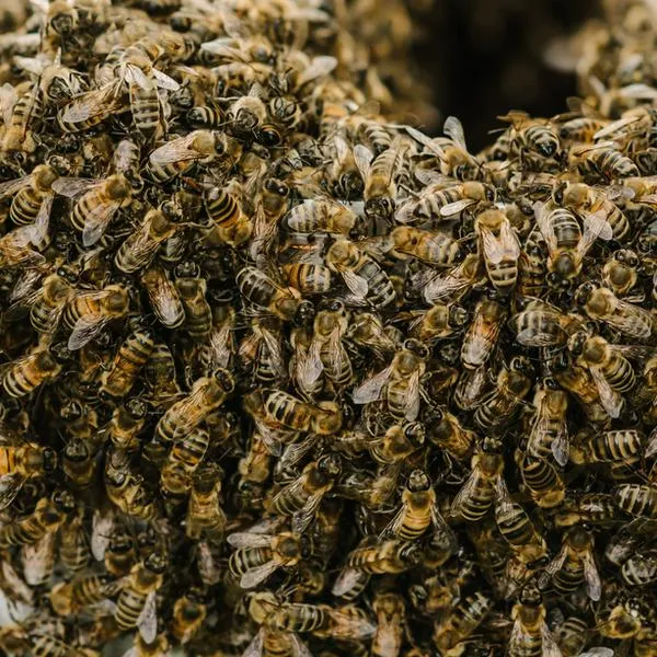 Hombre murió en Antioquia al ser picado por 200 abejas