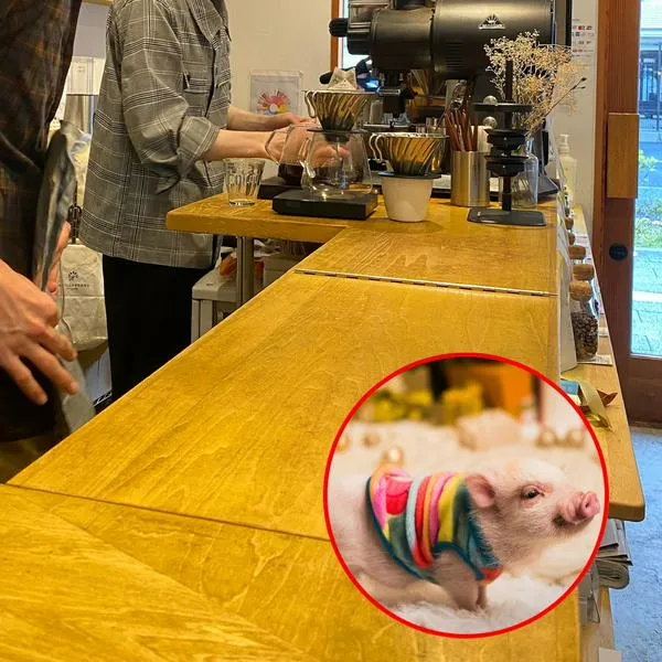 ¿Cuál es la cafetería en la que se puede acariciar cerditos? 