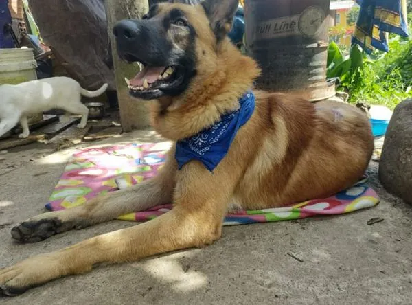 Perrito fue atacado a machete en el Tolima por comerse unas gallinas 
