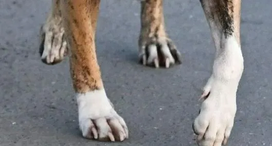 image_desktop