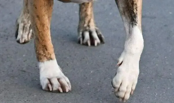 Maltrato animal en Boyacá: perro perdió la cola luego de que dueño lo hiriera