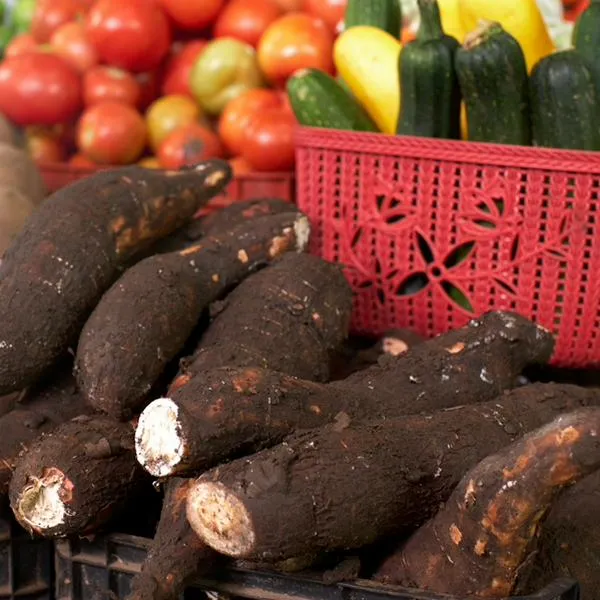 Imagen de referencia de yuca.