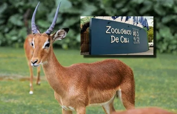 Tragedia en Zoológico de Cali: animales murieron luego de escuchar pólvora