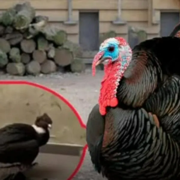 ¡Insólito! Mujer compró un pavo y le entregaron un cóndor bebé