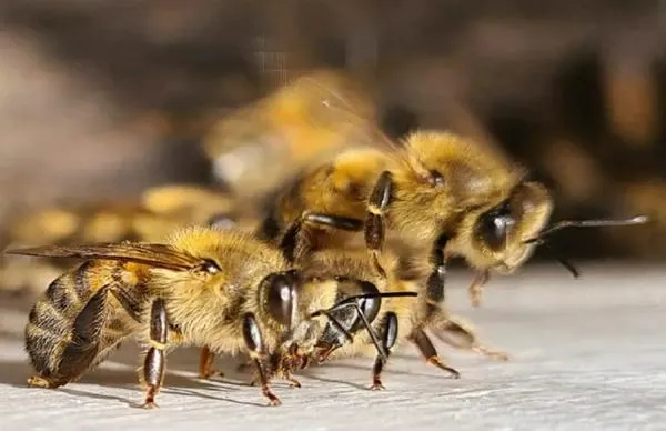 Antioquia HOY: hombre fue picado por abejas y terminó en un abismo de 15 metros