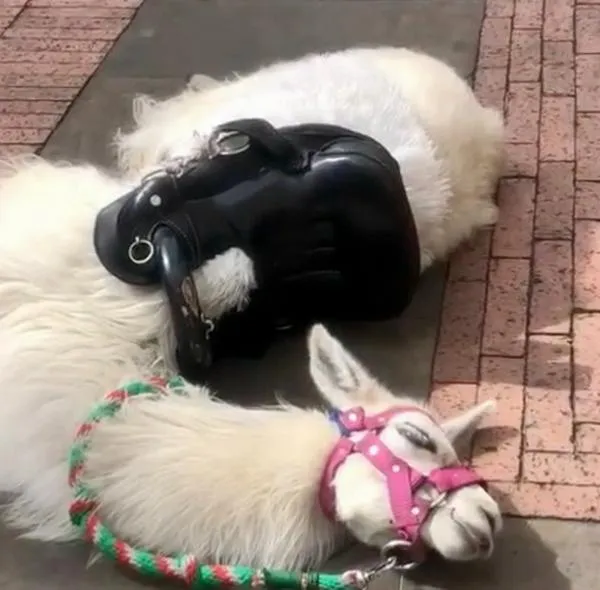 Sorpresa por muerte de llama en pleno centro de Bogotá: el alcalde Carlos Fernando Galán admitió errores en la atención al animal. 