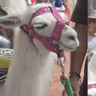 Captura de pantalla de llama en Bogotá.