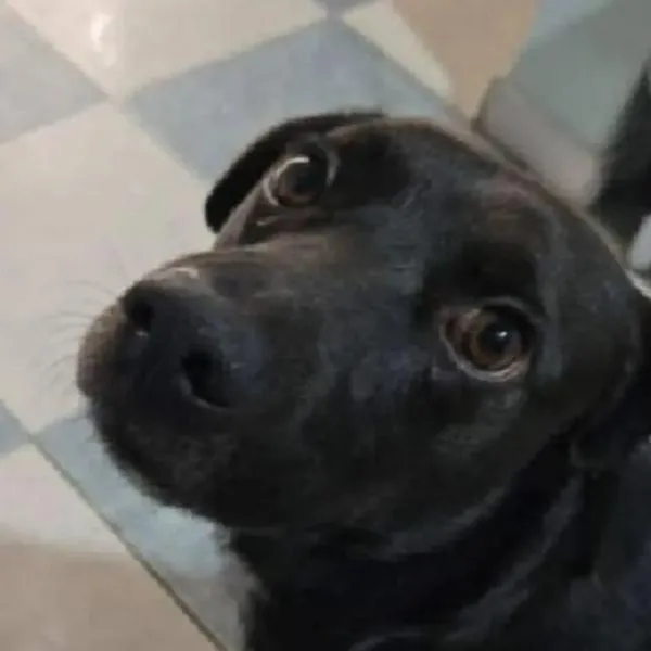 Captura de pantalla de perro Cosmo a quien se le practicó eutanasia en Bogotá.