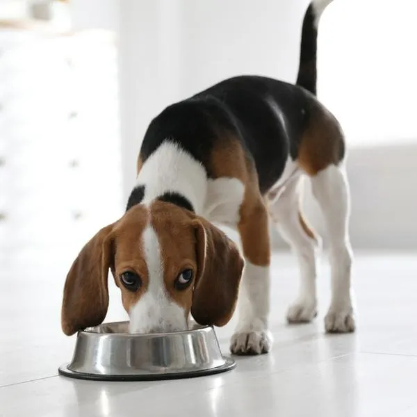 Imagen de referencia de alimento para mascotas.
