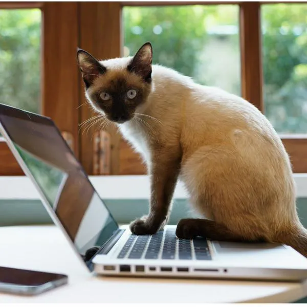 ¿Por qué los gatos se acuestan en la computadora? No solo marcan su territorio