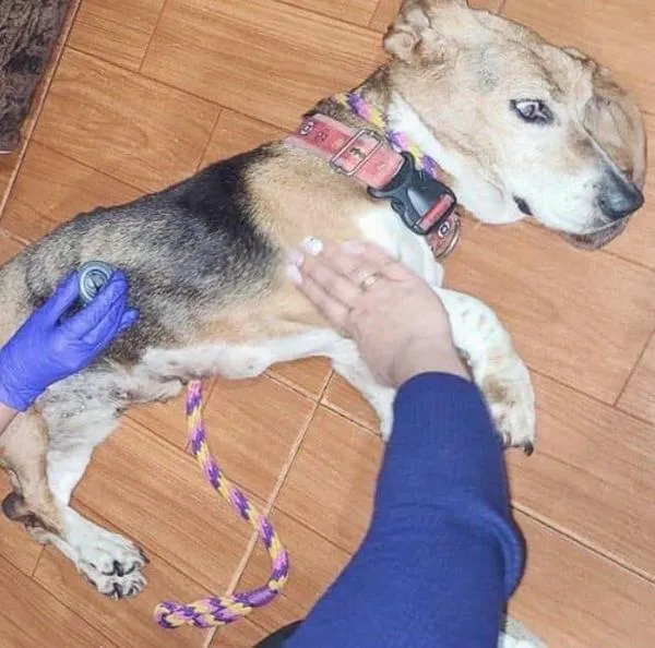 Distrito atendió caso de perrita dejada en balcón de apartamento en Kennedy, Bogotá