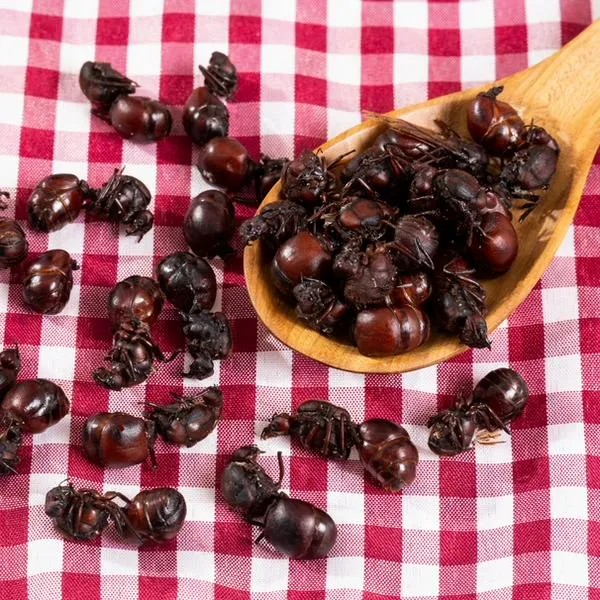 Califican a la hormiga culona como el peor plato del país. 