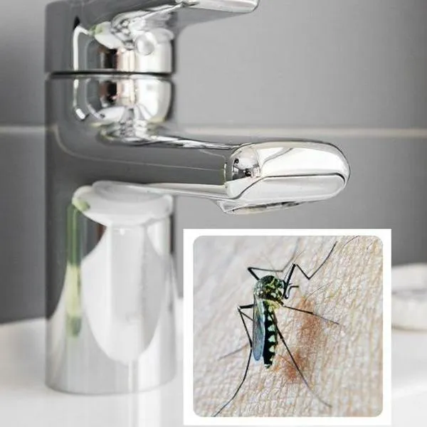 Cómo eliminar definitivamente los mosquitos del baño con limón y clavos: simple