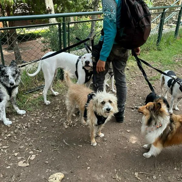 Qué no debe hacer un paseador de perros: revise si realmente lo pasea Colombia