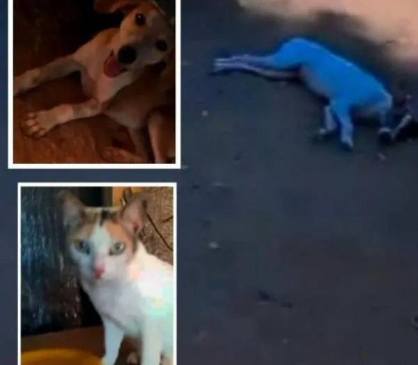 Mujer no quiere salir del Catatumbo para no abandonar a 45 perros y 18 gatos