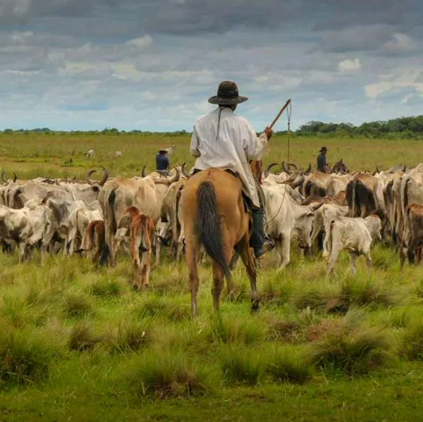 Foto de llanos orientales colombianos, en nota de cuál es el apellido más común del Llano en Colombia: lo tuvo un prócer histórico