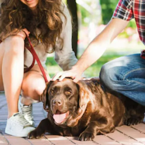 Dueños de perros en conjuntos residenciales deberán cumplir exigente requisito