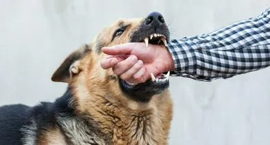 Normas para mascotas en conjuntos residenciales: multas van hasta $ 8 millones