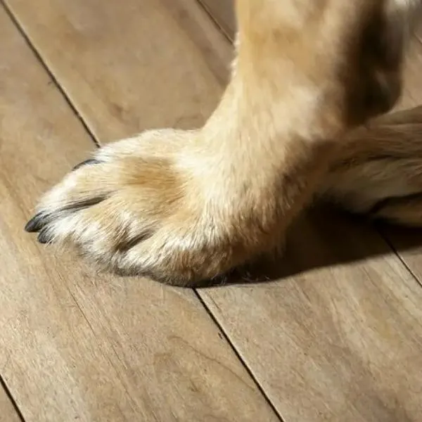 Maltrato animal en el Valle: veterinario habría matado a un perro con descargas eléctricas
