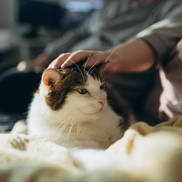 ¿Es mejor dejar gatos dentro o afuera de casa? Veterinario responde