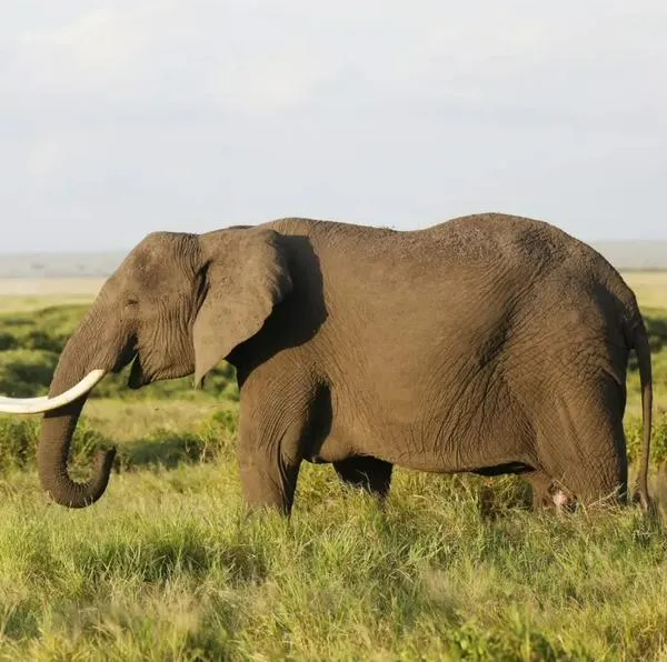 Abuelo fue pisoteado en Sudáfrica por un elefante mientras intentaba salvar a sus nietos