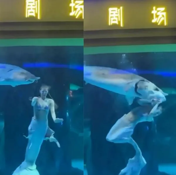 Video de pez que atacó a mujer disfrazada de sirena en pleno 'show' acuático